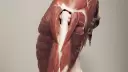 3D Digital Human Anatomy