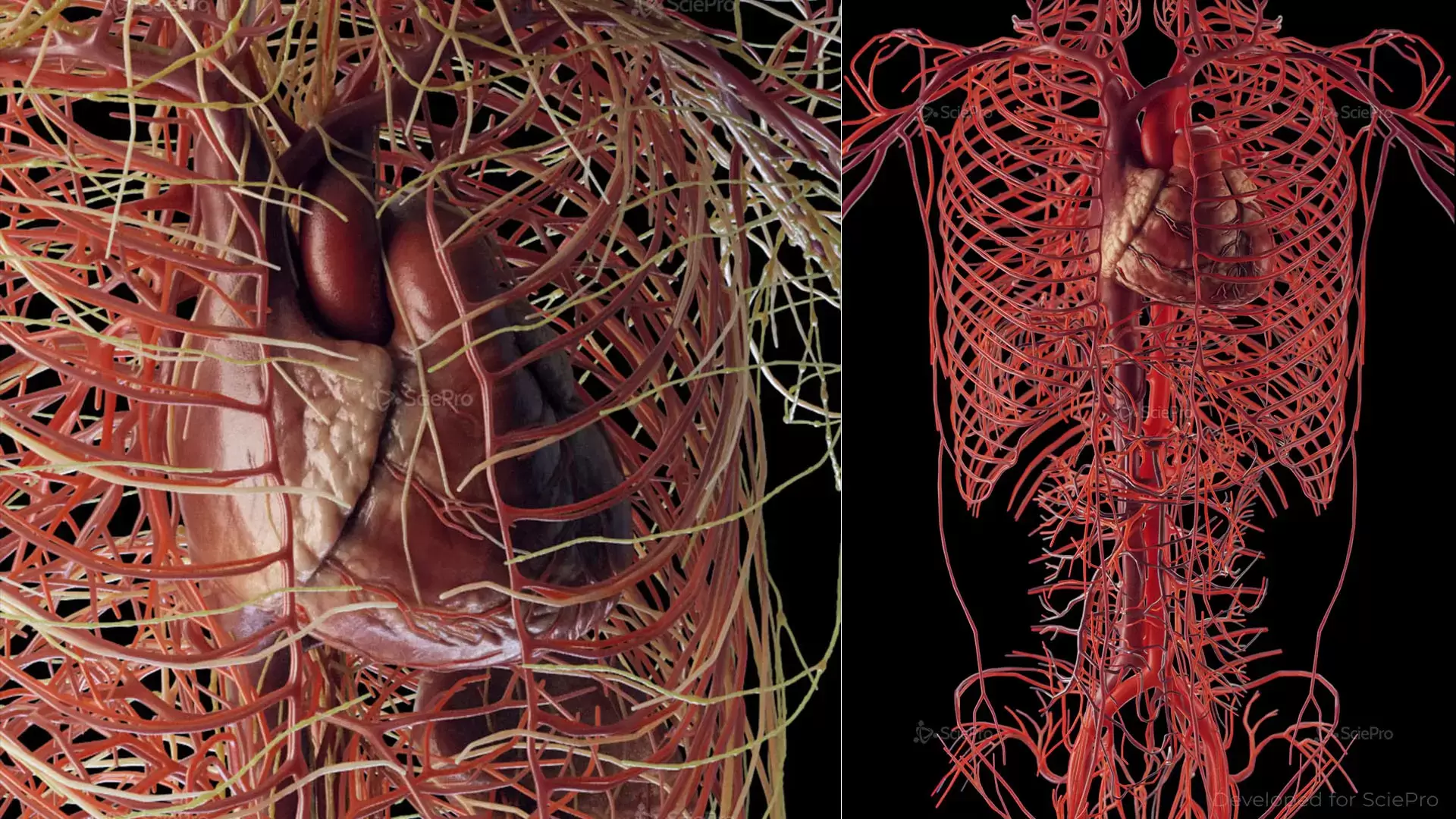 Circulatory Rendering