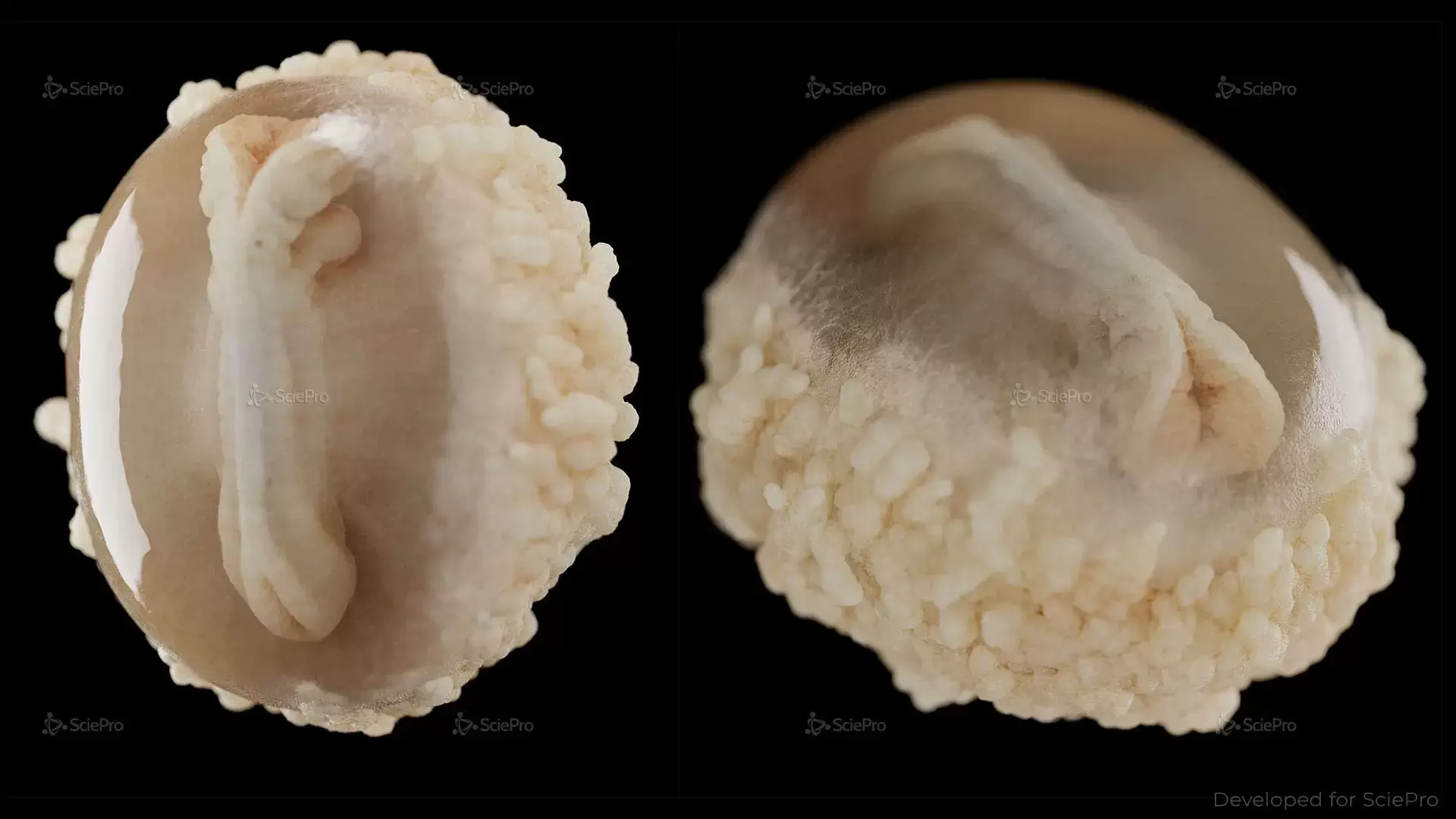 Week 4 Fetal Development Model